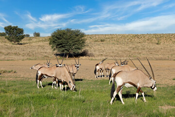 Small herd of gemsbok antelopes (Oryx gazella) feeding in natural habitat, Kalahari desert, South Africa