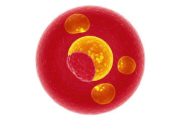 Microscopic red blood cell on a transparent background