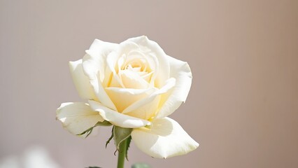 Close-Up Of Cream White Rose Bloom With Soft Background For Elegant Floral Stock Photo