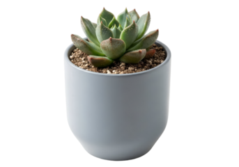 Beautiful Echeveria succulent in minimalist pot, studio shot clarity