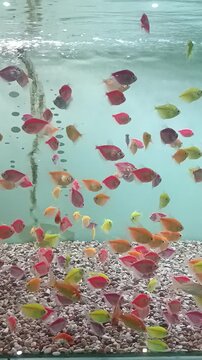 colorful Fish swimming in an aquarium