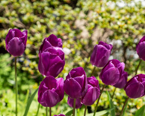 Bunch of tulips close up spring flowers blooming in garden landscape spring time