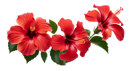 Obraz premium Beautiful red hibiscus flower Isolated