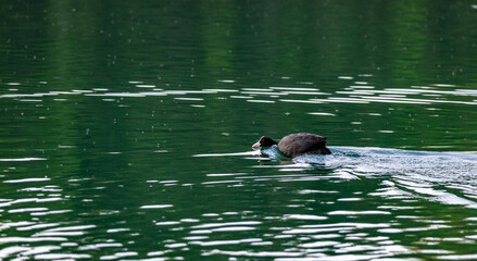 A coot duck swims across a lake with midges flying around on the surface of the water. Close up...
