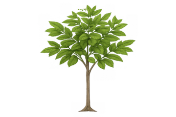 Young green tree with fresh foliage growing, symbolizing nature, environment, and new beginnings on transparent background