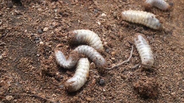 Uret is a beetle larva living in soil, feeding on roots, commonly found in agriculture.