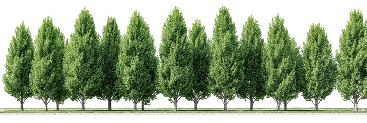 Row of tall, slender, green trees against a black background