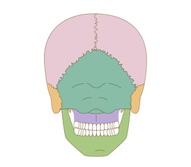 Color-Coded Anatomical Diagram of the Skull from a Posterior View (Educational and Medical Use)