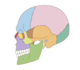 Color-Coded Anatomical Diagram of the Skull from Lateral Views (Educational and Medical Use)