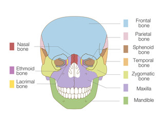 Color-Coded Anatomical Diagram of the Skull from a Frontal View (Educational and Medical Use, English Labels)