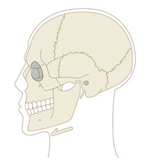 Anatomical Diagram of the Skull from a Lateral View (Educational and Medical Use)