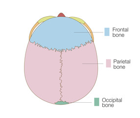 Color-Coded Anatomical Diagram of the Skull from a Superior View (Educational and Medical Use, English Labels)