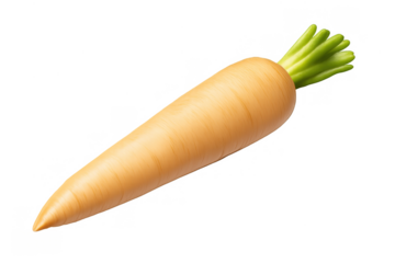 White carrot with green leaves, a fresh raw root vegetable providing healthy organic food ingredient for vegan diet