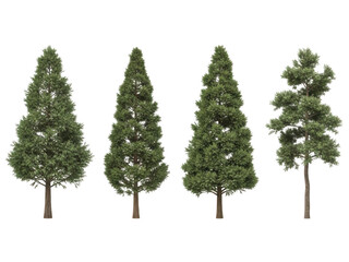 Four different pine trees isolated on transparent background
