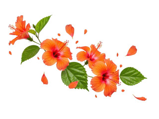 Beautiful orange flowers falling isolated on transparent background