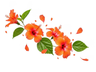 Beautiful orange flowers falling isolated on transparent background