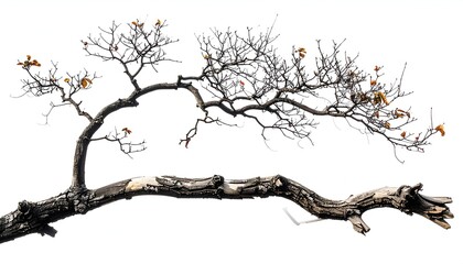 Stark, horizontal tree branch with sparse twigs & fall foliage against white