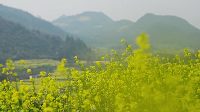 Beautiful scenic landscape of canola field in spring with mountains at Luoping, China