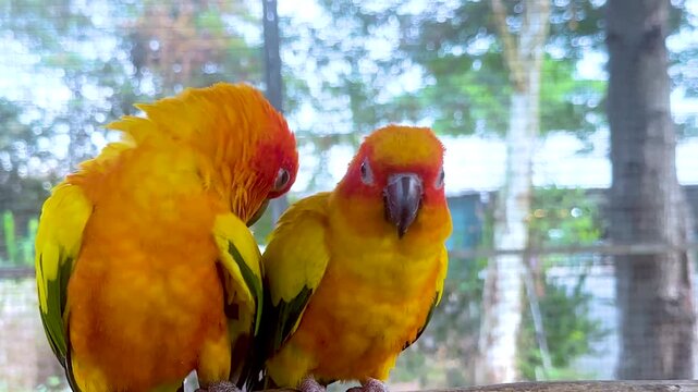 Two Sun Conure Parrots Perched Together on a Wooden Branch