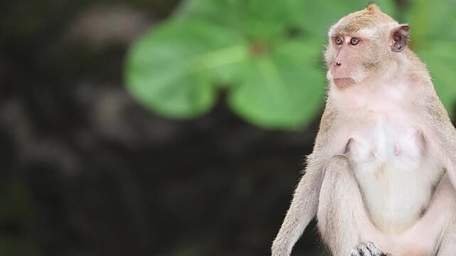 Long-Tailed Macaque Sitting and Walking on a Stone Wall in Daylight