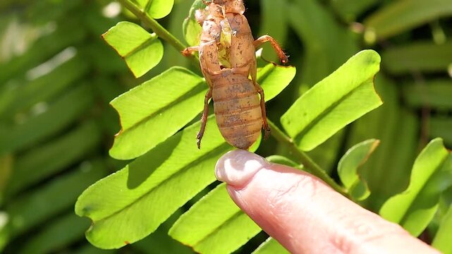 Person Touching a Cicada Exoskeleton Shell on a Green Fern Leaf