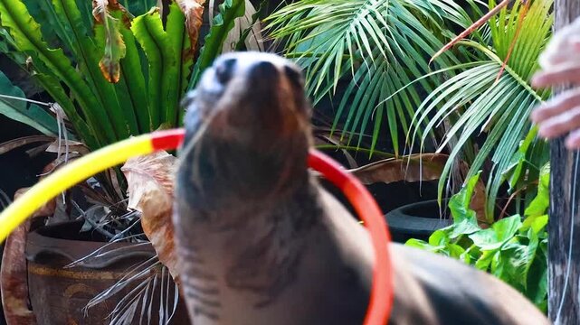 Fur Seal Performing Tricks with a Colorful Hula Hoop During Show