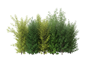 Vibrant green deciduous bushes, isolated for seamless architectural landscape design elements, isolated on transparent cutout background, cut out, png