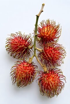 Srilankan Fresh Rambutan Fruit Isolated on White Background |Thailand rabutan fruit close up |Riped fresh rabutan fruit