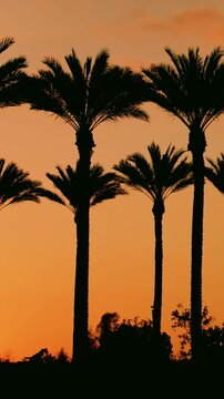 Silhouetted palm trees shot on a DJI Mavic 3 Pro Cine emulating a dolly shot as the sunsets on a tropical colored sky. 