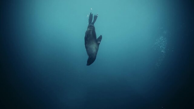 Cinematic Underwater Footage of Australian Fur Seals Playing and Spinning &mdash; Energetic Marine Wildlife in Dark Blue Water with Bubbles and Immersive Ocean Atmosphere