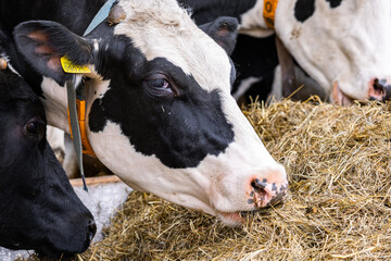 Calf cow in cage, caring on bio farm farming, feed hay grass silage pets, dairy cattle breeds, cowshed feeding. Fleckvieh breed, happy dairy cows of sustainable development. Suitable for both milk © NastyaPhoto