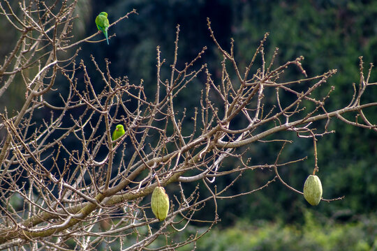 A silky parakeet (Brotogeris tirica) perched on the branches of a kapok tree (Chorisia speciosa), adorned with its characteristic green fruits, in a native forest area in Brazil