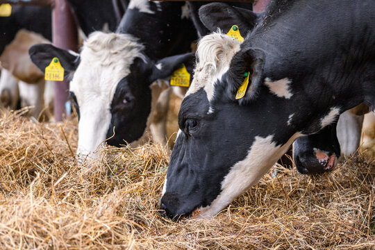 Healthy dairy cows feeding on fodder standing in row of stables in cattle farm barn with worker adding food for animals in blurred background. Concept of farming business and taking care of livestock