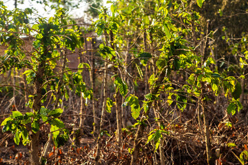 Coffee plants after vertical pruning, a technique necessary for the plant to continue its production, on a farm in Brazil.