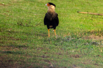 A Southern Crested Caracara (Caracara plancus) walks across a vibrant green, grassy field. This adaptable South American bird of prey is captured in profile, showcasing its distinct features.