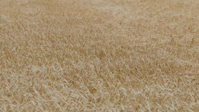 Golden Wheat Field Swaying in the Wind in the Scottish Highlands