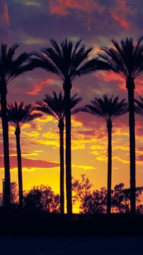 [VERT] Arcadia-Mall_20250515_palm-tree-silhouette_20240315185034_0006