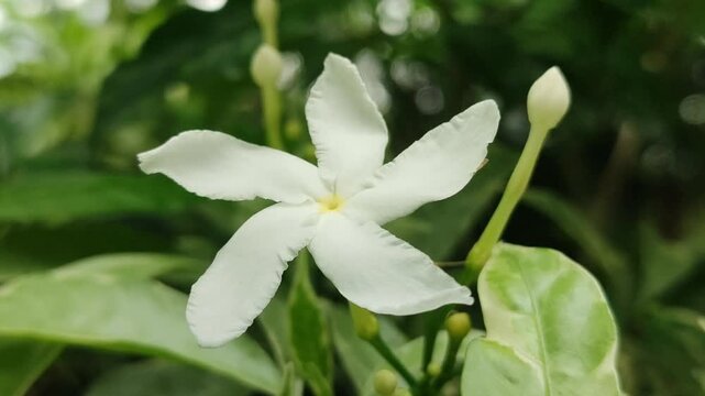 White Tabernaemontana divaricata flower blooming naturally, featuring pinwheel-shaped petals, glossy green leaves, and tropical ornamental plant beauty.