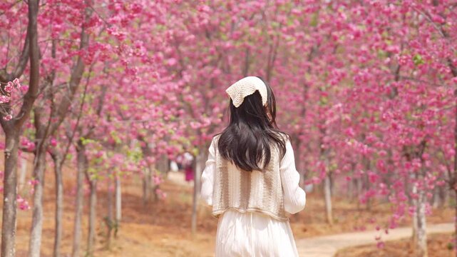 Young female tourist enjoy traveling in Cherry Blossom Valley, the famous tourist destination in Yunnan Province, China