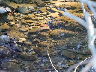 Close up of colorful river stones under transparent water during sunny winter day