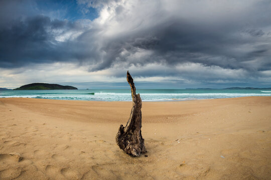 Dramatic storm clouds build a solitary tree stump stuck in the sand of a coastal beach