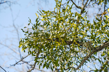 Green Mistletoe Branch with White Berries against Blue Sky
