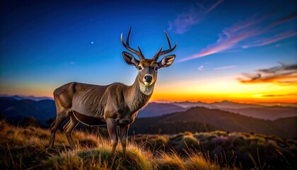 Fototapeta premium A majestic buck with large antlers stands atop a mountain, framed by a fiery sunset over distant peaks