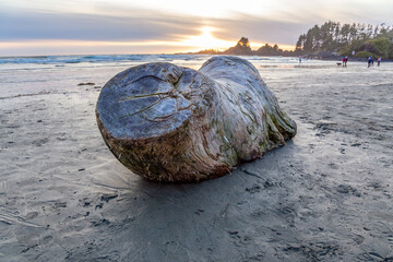 Driftwood Log Resting On Wet Sand At Sunset On West Coast Shore In Tofino Beach © edb3_16