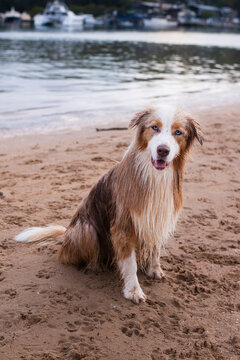 happy, wet red Border Collie dog at a seaside dog park
