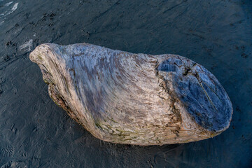 Driftwood Log Resting On Wet Sand At Sunset On West Coast Shore In Tofino Beach