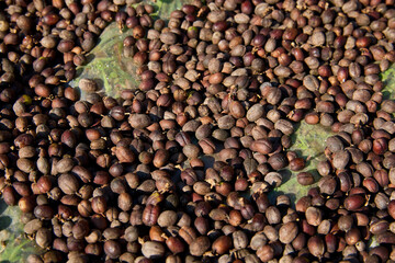 Full frame shot of dried coffee beans outdoors on field