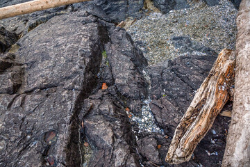 Rugged Coastal Rocks and Driftwood on West Coast Shore, Tofino, Vancouver Island, Canada Seascape