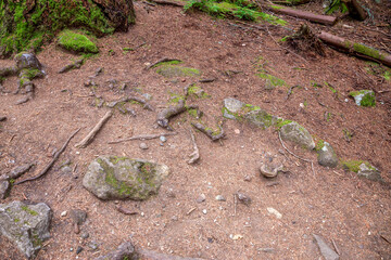 Forest Floor With Rocks, Roots, And Moss Along Damp Trail On West Coast