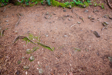 Forest Floor With Rocks, Roots, And Moss Along Damp Trail On West Coast